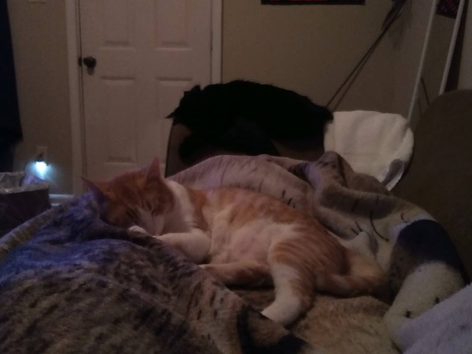 /lostandfound/images/lnfpets/original/21658_90374_40325343_248044095851043_6917404310380740608_n (1).jpg